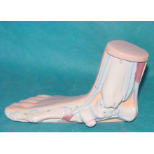Menschliche flache Füße Anatomie Modell für medizinische Lehre (R040112)